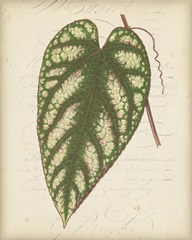 Textured Leaf Study II