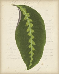 Textured Leaf Study III