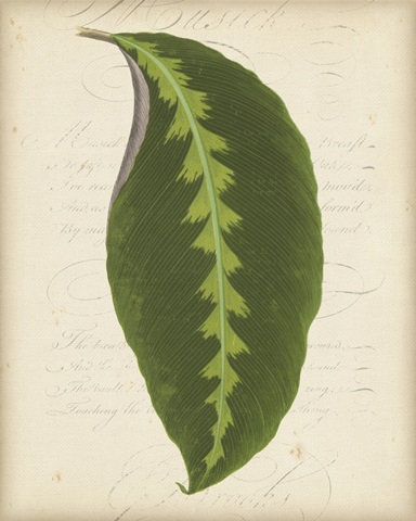 Textured Leaf Study III