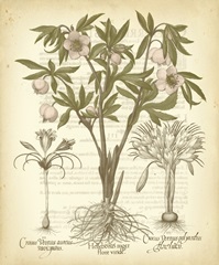 Tinted Besler Botanical I