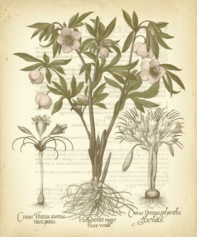 Tinted Besler Botanical I