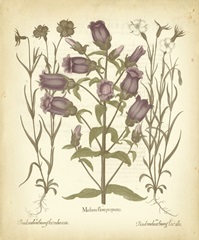 Tinted Besler Botanical II