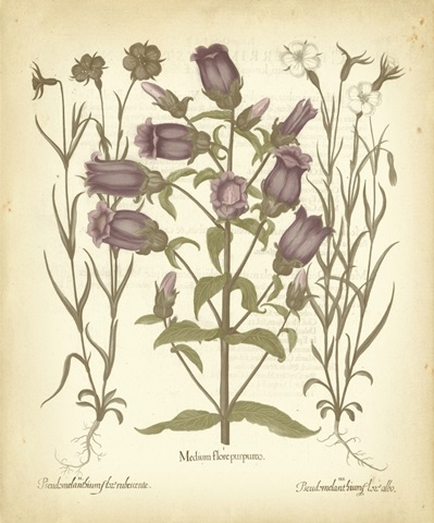 Tinted Besler Botanical II