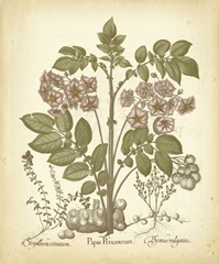 Tinted Besler Botanical III