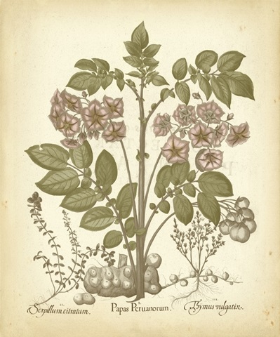 Tinted Besler Botanical III