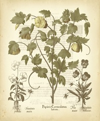 Tinted Besler Botanical IV