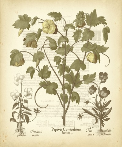 Tinted Besler Botanical IV