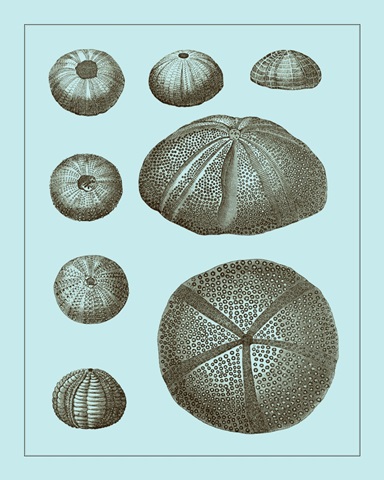 Tinted Shells on Aqua II