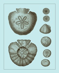 Tinted Shells on Aqua III