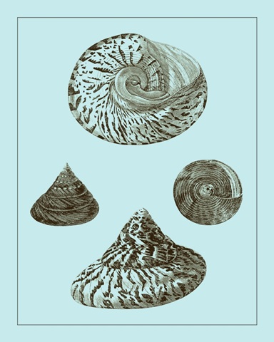 Tinted Shells on Aqua IV