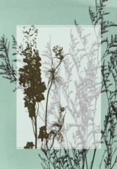 Translucent Wildflowers I