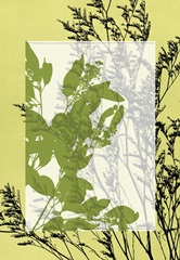 Translucent Wildflowers III