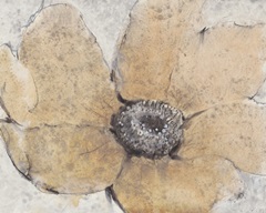 Transparency Flower III