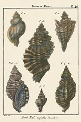 Triton Shell pl. 415