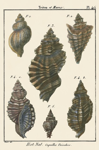 Triton Shell pl. 415