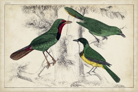 Tropical Bird Trio I