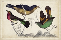 Tropical Bird Trio II