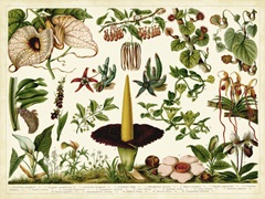 Tropical Botany Chart III