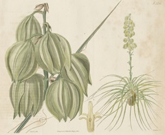 Tropical Curtis Botanical I