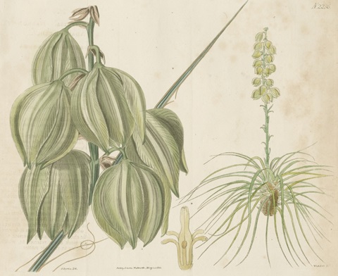 Tropical Curtis Botanical I