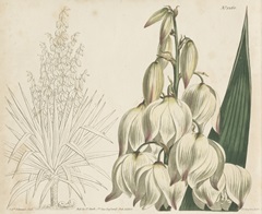 Tropical Curtis Botanical II