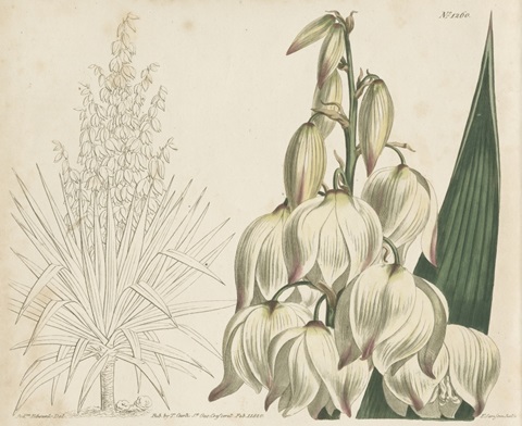 Tropical Curtis Botanical II