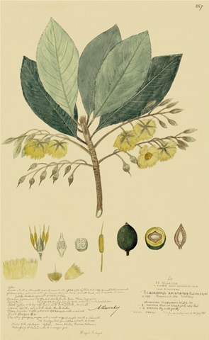 Tropical Descubes II