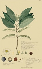 Tropical Descubes III