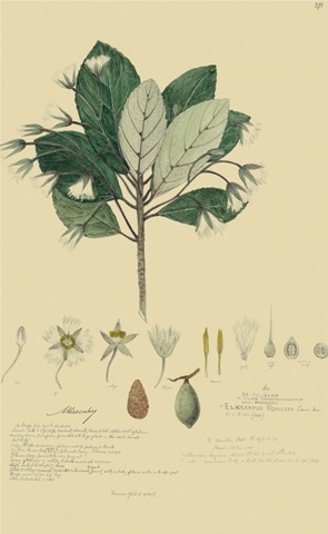 Tropical Descubes IV