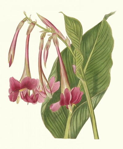 Tropical Indian Reed