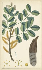 Tropical Infusion II