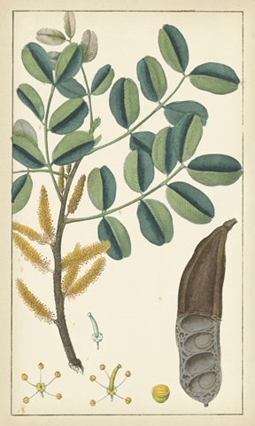 Tropical Infusion II