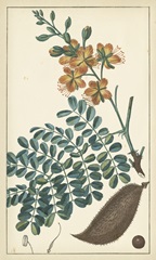 Tropical Infusion III