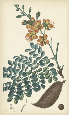 Tropical Infusion III