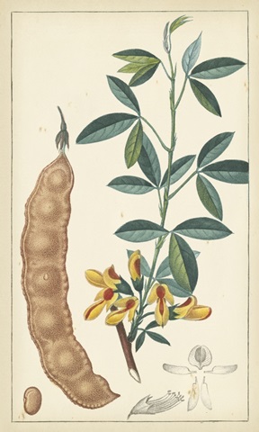 Tropical Infusion IV