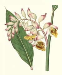 Tropical Nodding Renealmia