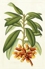 Tropical Rhododendron I