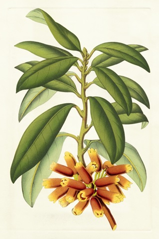 Tropical Rhododendron I