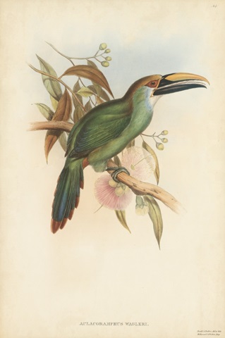 Tropical Toucans I