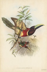 Tropical Toucans III