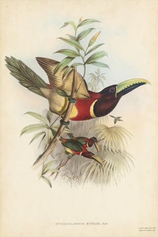 Tropical Toucans III