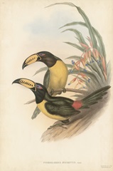 Tropical Toucans IV
