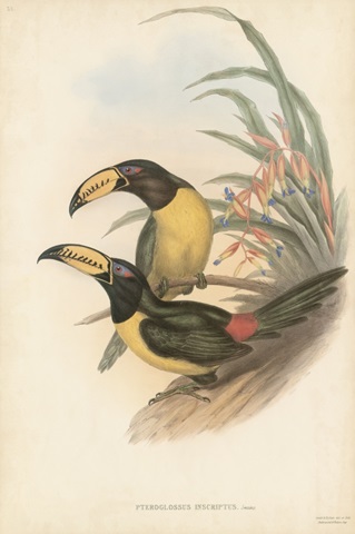 Tropical Toucans IV
