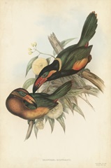Tropical Toucans V