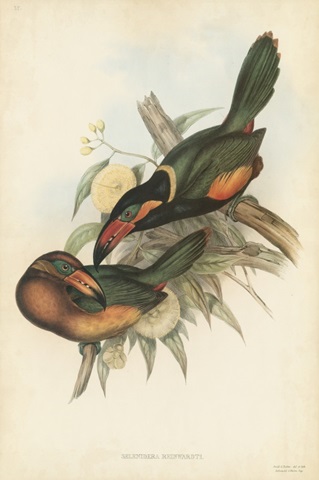 Tropical Toucans V