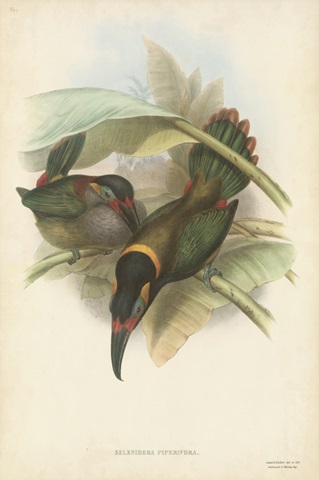 Tropical Toucans VI