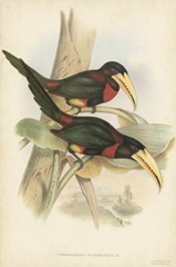 Tropical Toucans VII