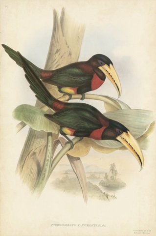 Tropical Toucans VII