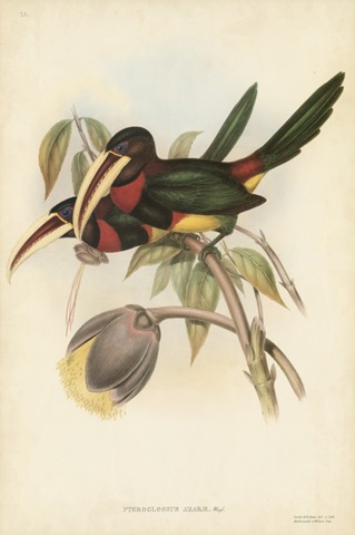 Tropical Toucans VIII