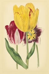Tulip Array I